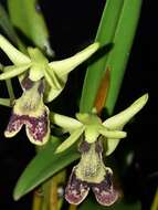Image of Dendrobium poissonianum Schltr.