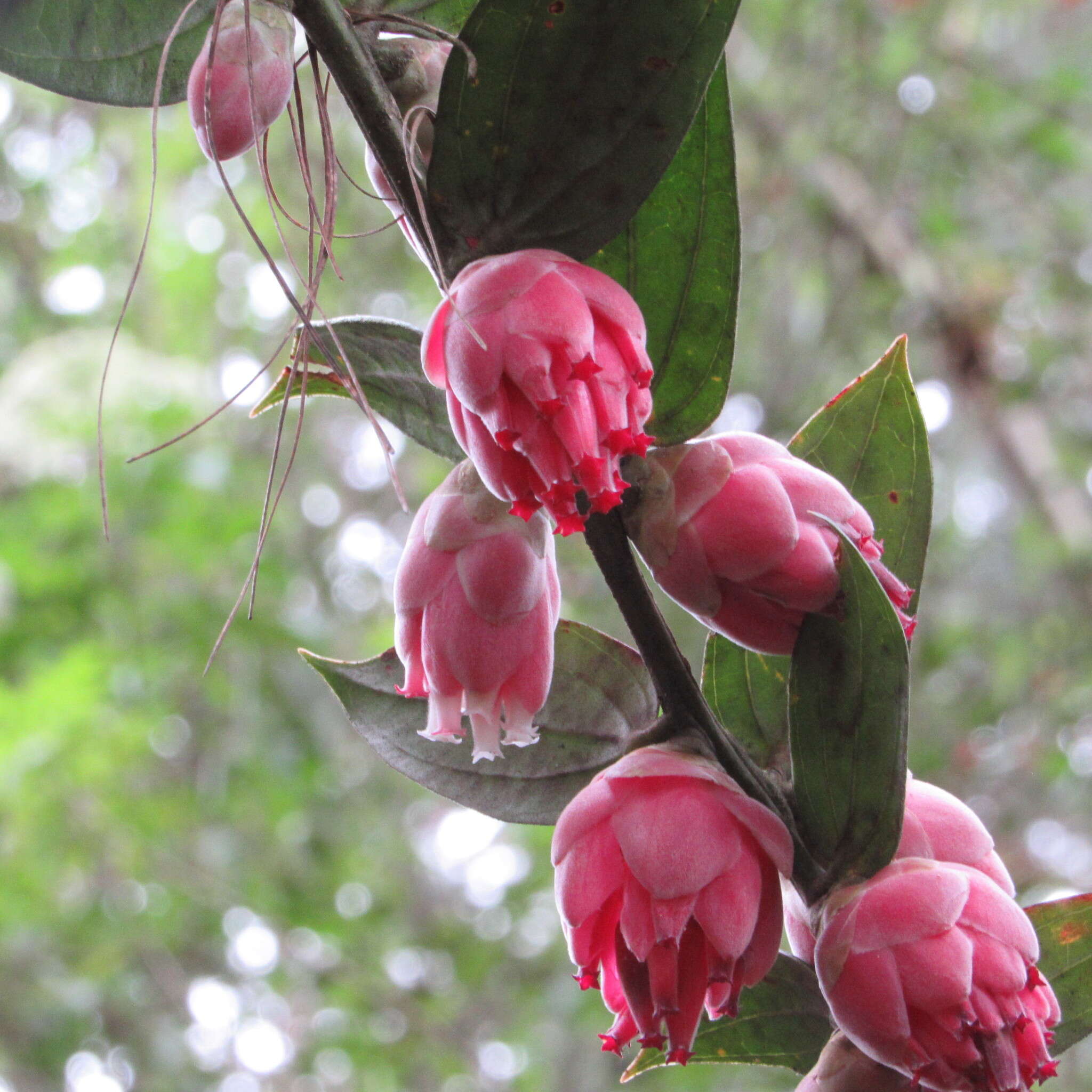 Image of Cavendishia pubescens (Kunth) Hemsl.