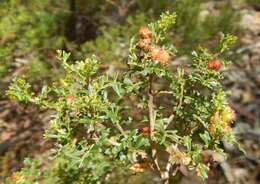 Image de Dodonaea humilis Endl.