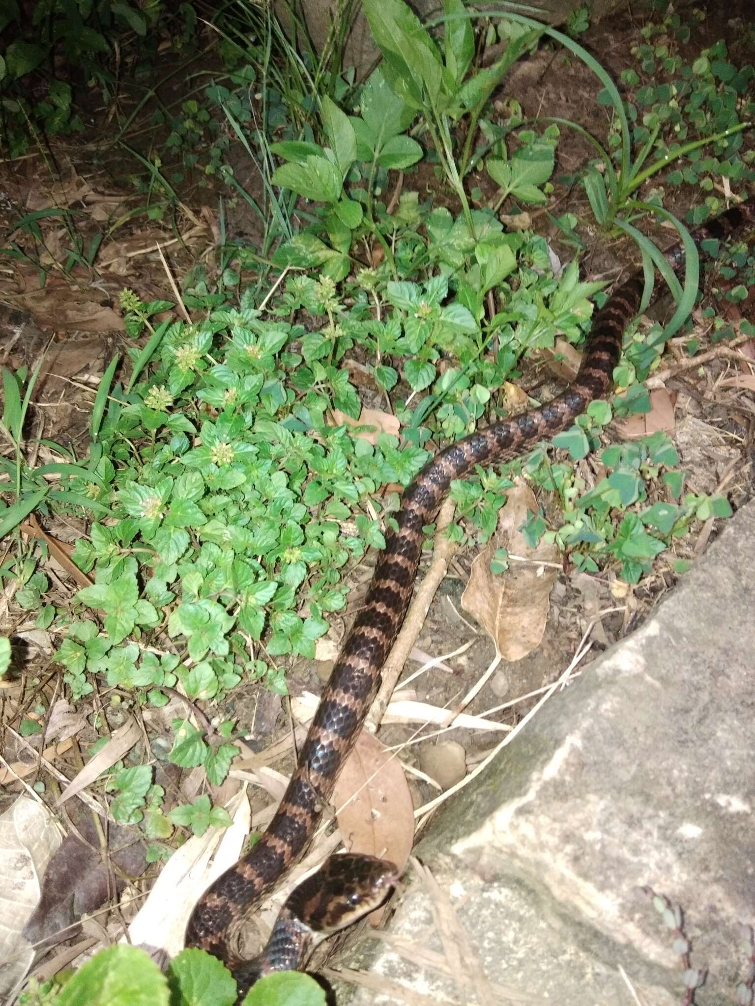 Image de Lycodon rufozonatus Cantor 1842