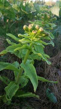 Image of Bog rhubarb