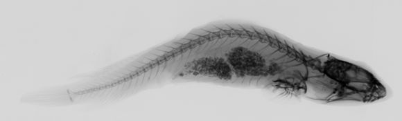 Image of Doubleline clingfish