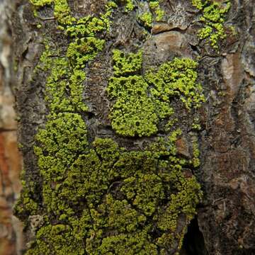 <i>Calicium lucidum</i> (Th. Fr.) M. Prieto & Wedin resmi