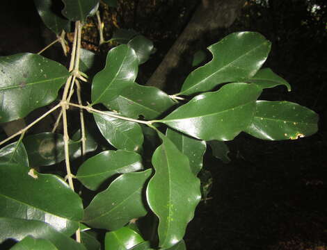 Plancia ëd Olea woodiana Knobl.