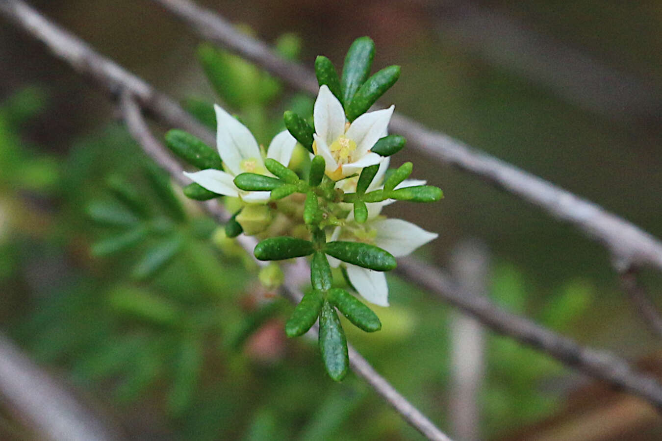 Image de Boronia alulata Soland. ex Benth.