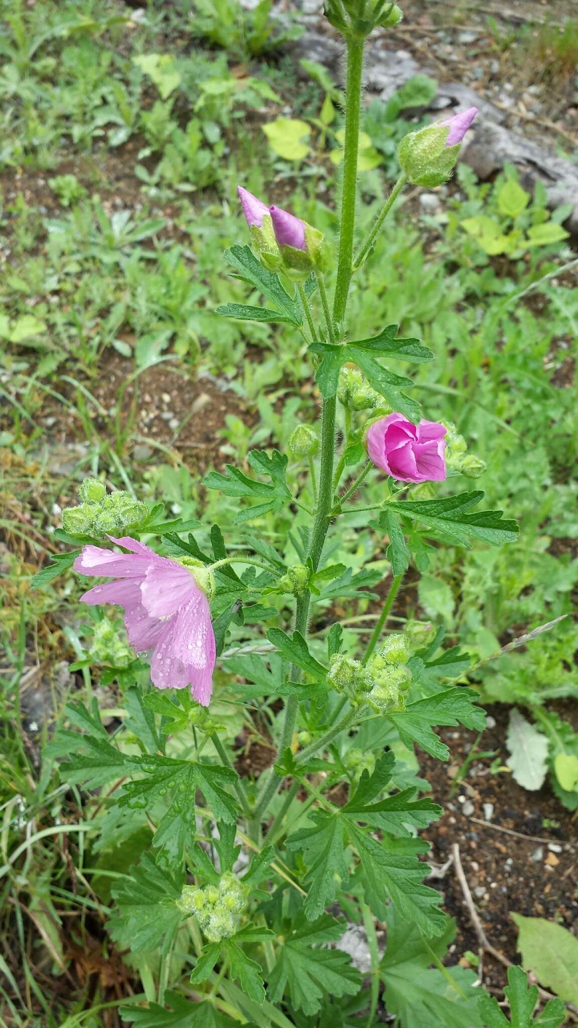 Image of european mallow