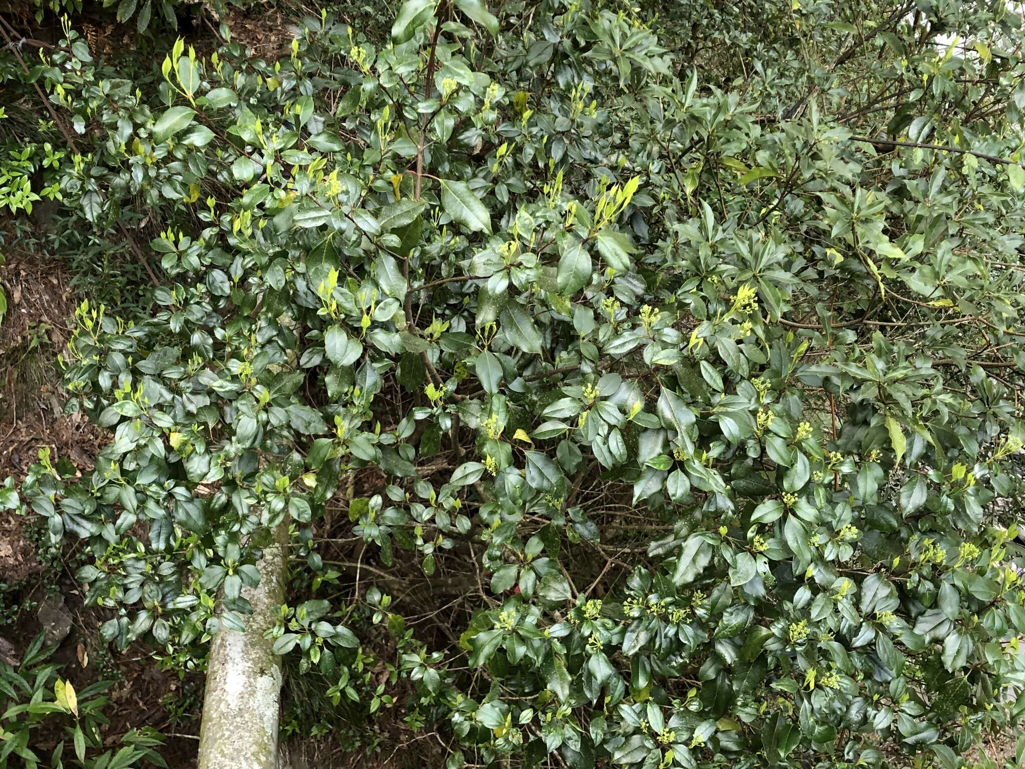 Image of Viburnum propinquum Hemsl.