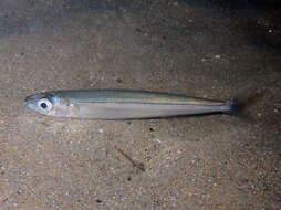 Image of Mediterranean sand smelt