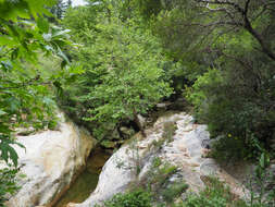 Image of Oriental Plane