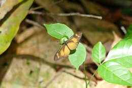 Image of Acraea lycoa Godart 1819