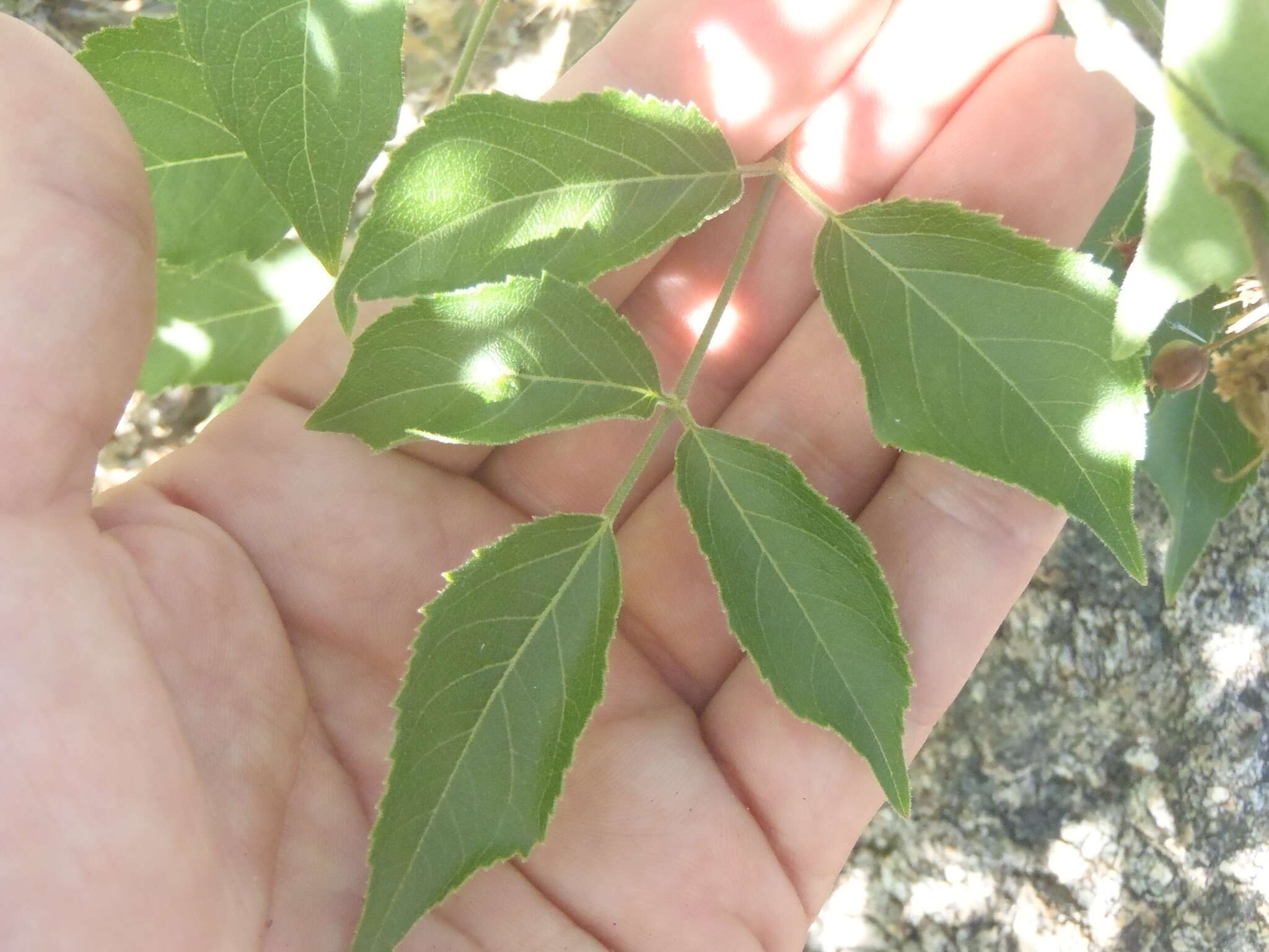 Image de Aralia humilis Cav.