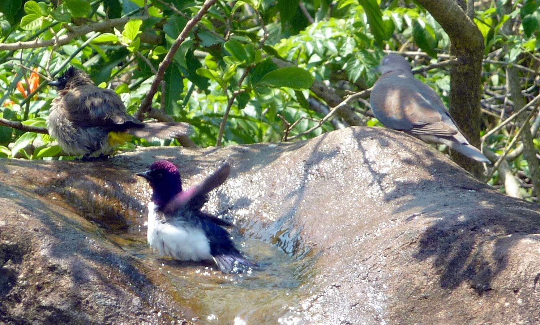 Cinnyricinclus leucogaster verreauxi (Finsch & Hartlaub 1870)的圖片