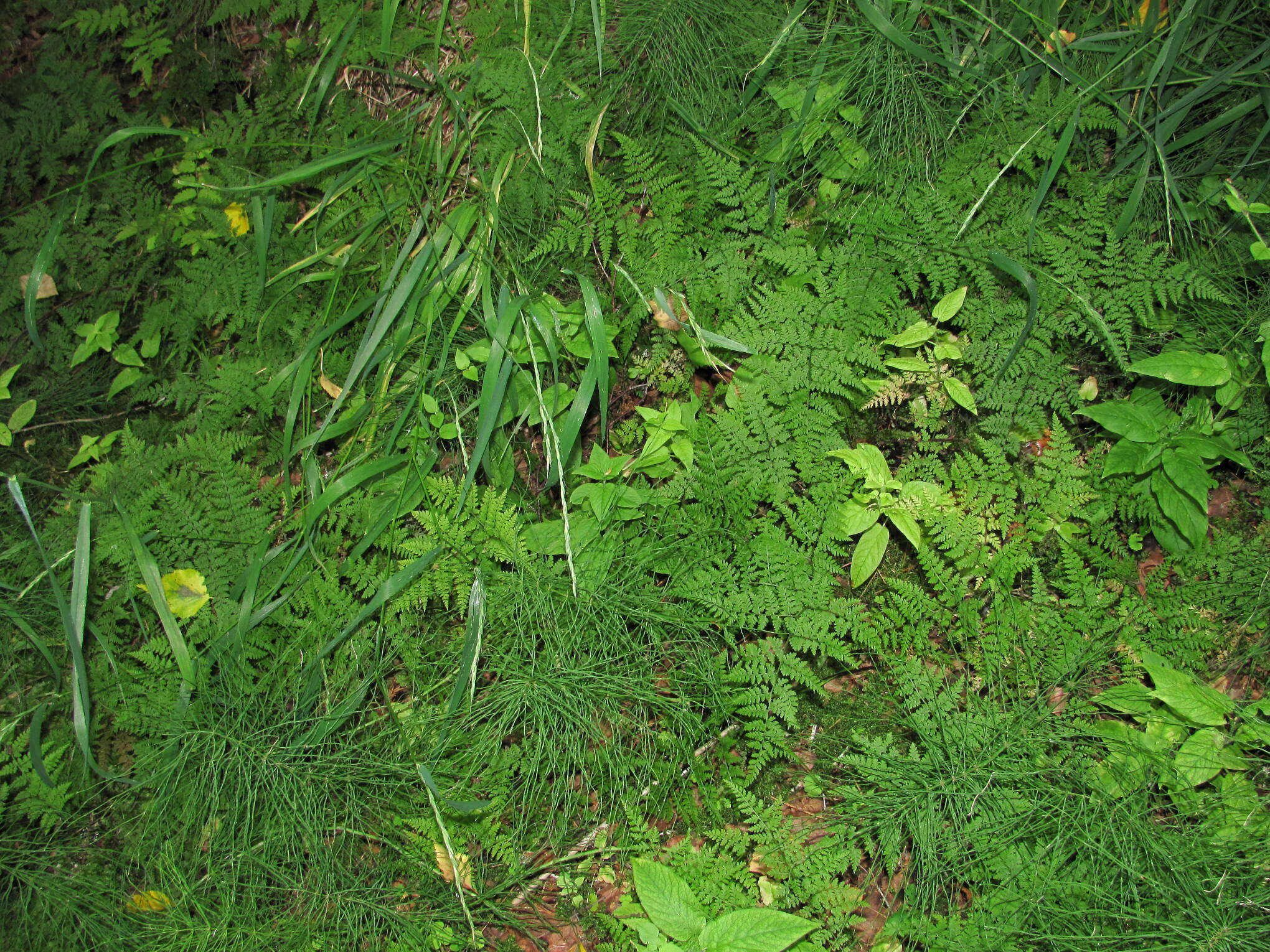 Image of mountain bladderfern