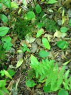 Image of Canada mayflower