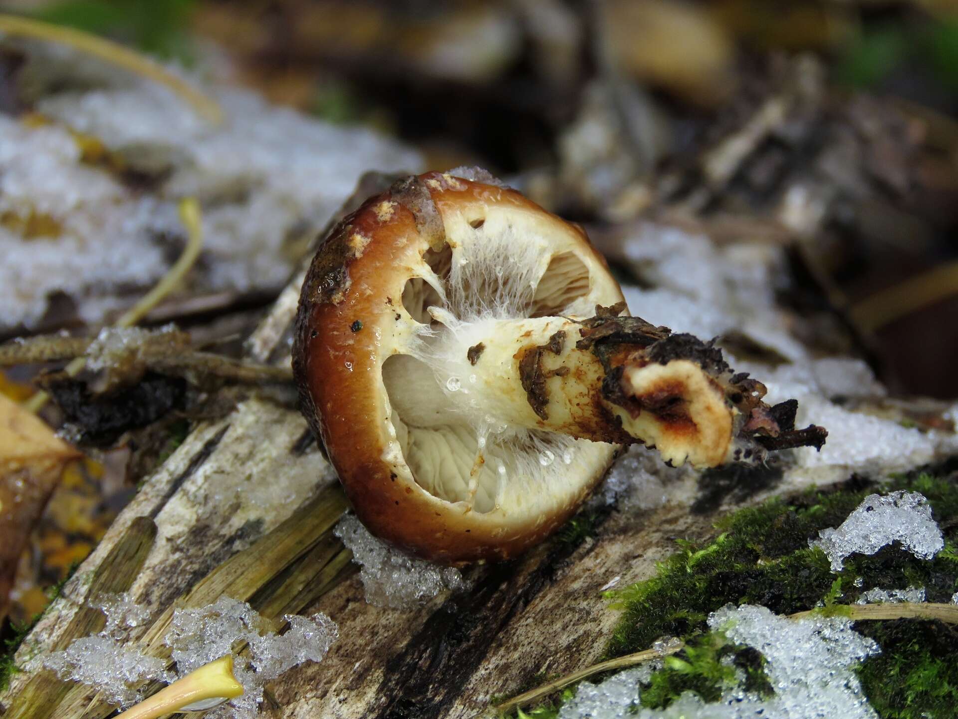 Imagem de Pholiota lubrica (Pers.) Singer 1951