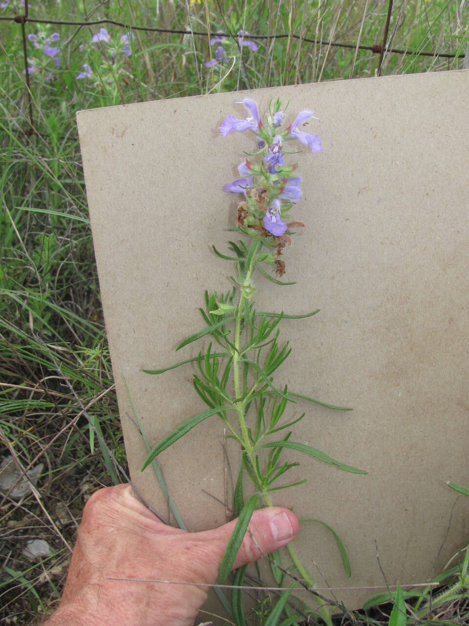 Sivun Salvia engelmannii A. Gray kuva