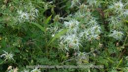 Image of Clematis aethusifolia Turcz.