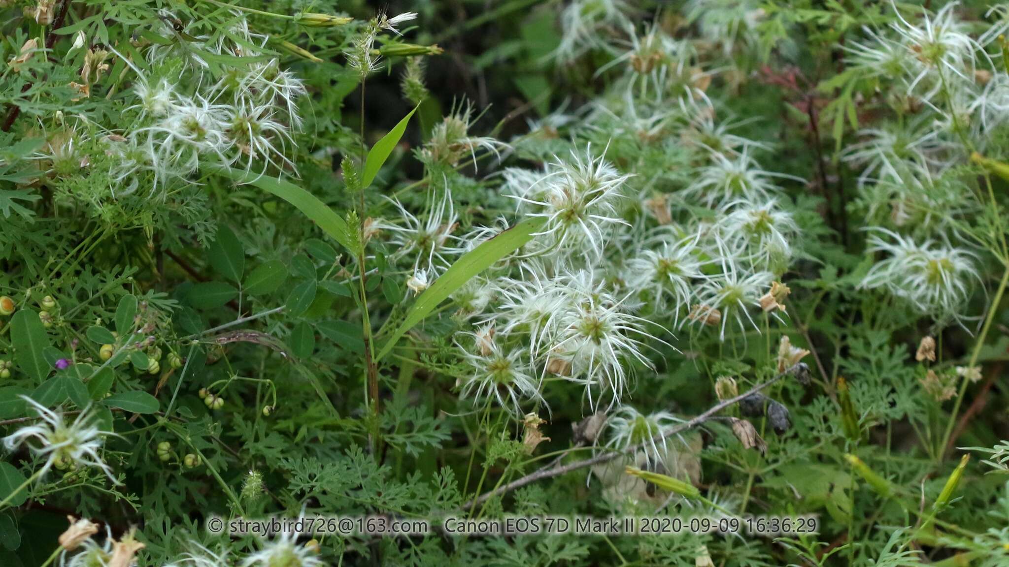 Imagem de Clematis aethusifolia Turcz.