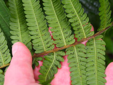 Слика од Steiropteris decussata (L.) A. R. Sm.