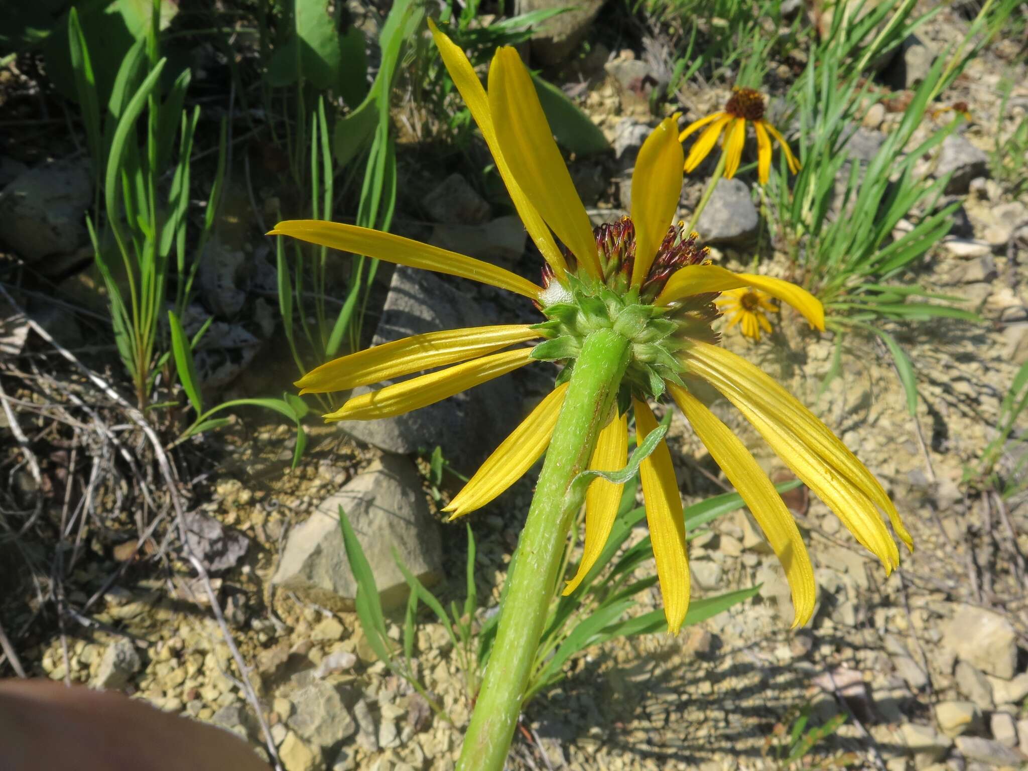 صورة <i>Echinacea <i>paradoxa</i></i> var. paradoxa