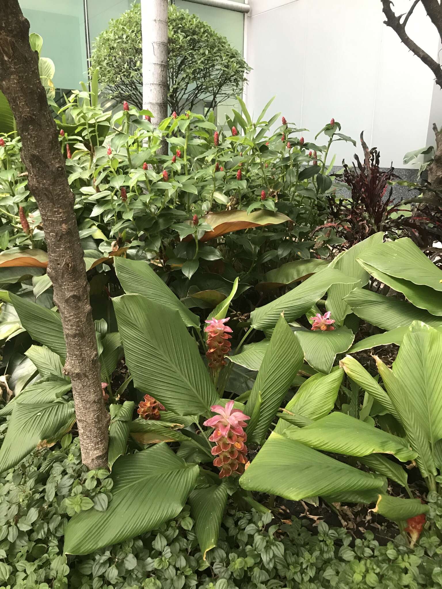 Image de Curcuma roscoeana Wall.