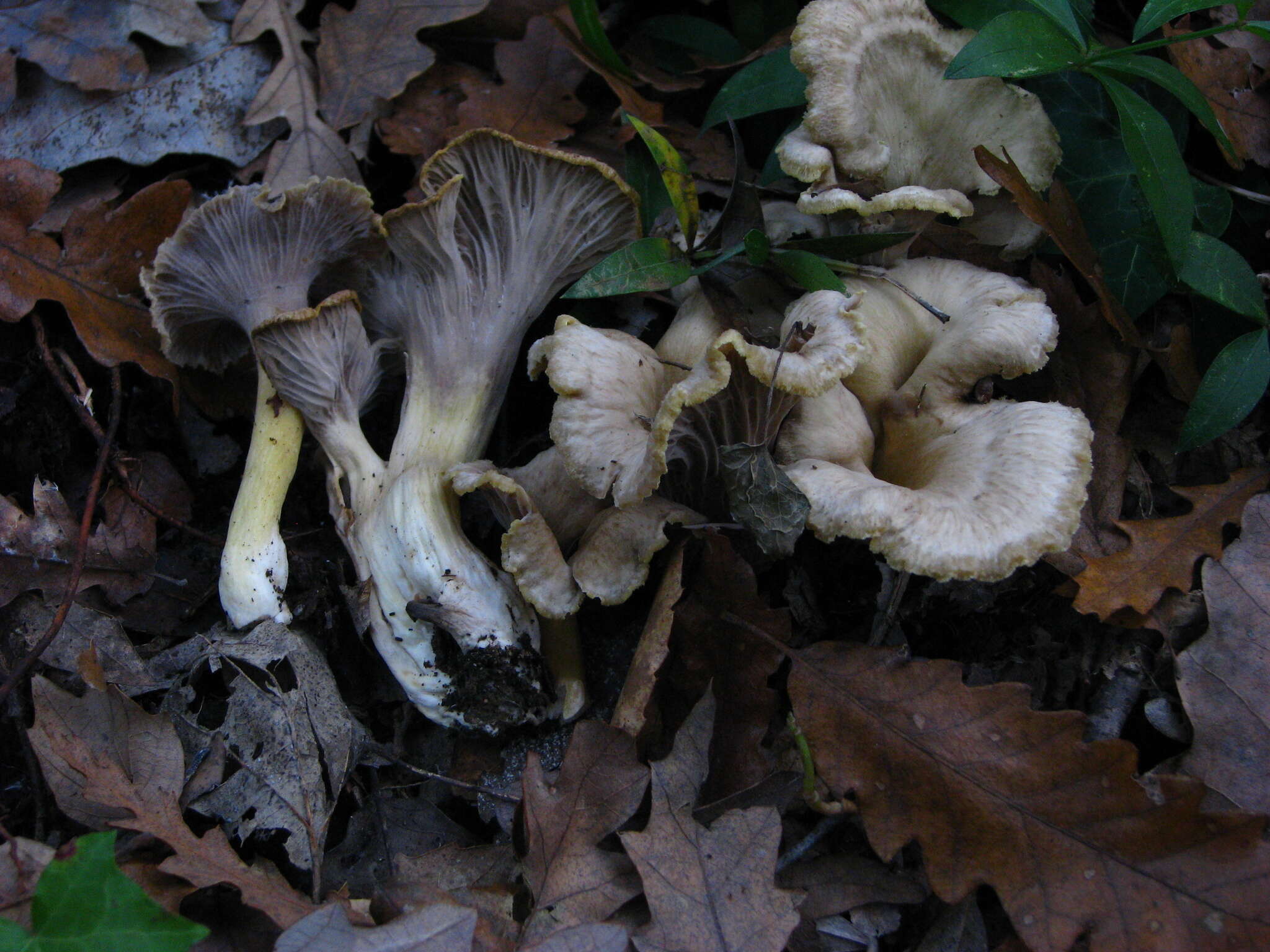 Image of Cantharellus melanoxeros Desm. 1830