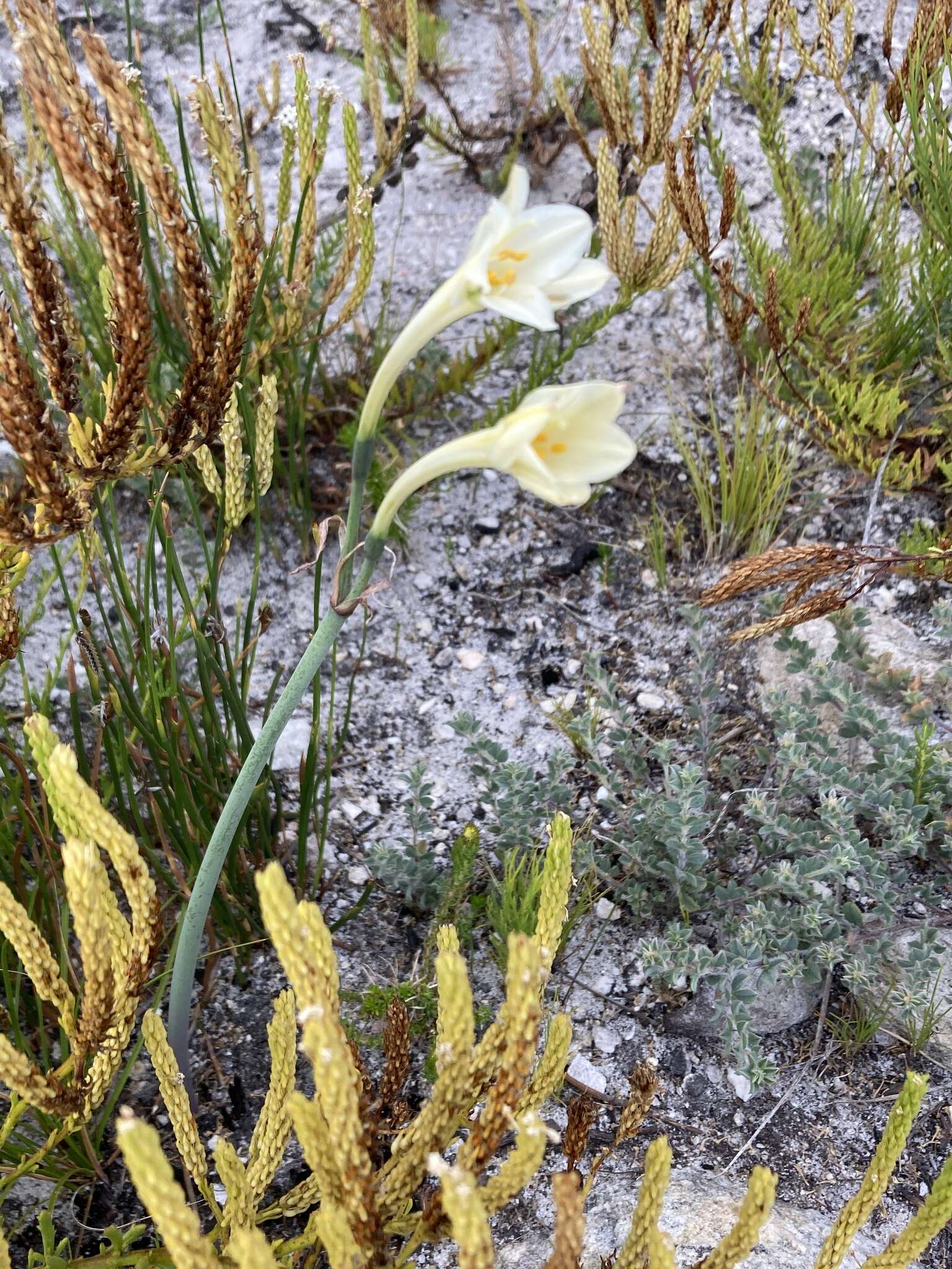 Image of Cyrtanthus leucanthus Schltr.