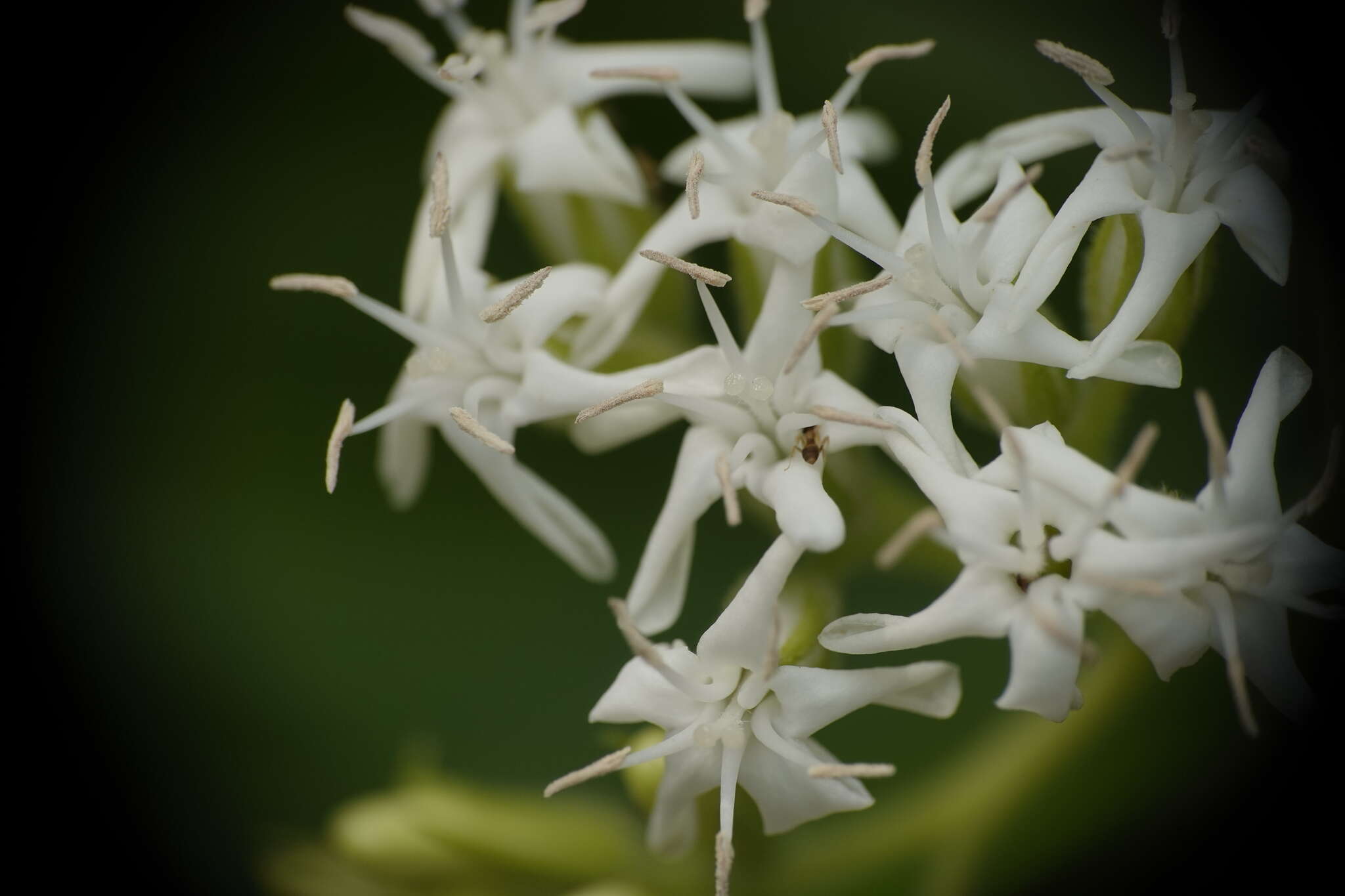 Image of Ehretia resinosa Hance