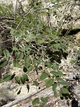 Image of Roemer's Indigo-Bush