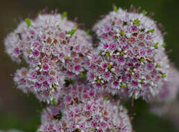 Verticordia minutiflora F. Müll. resmi