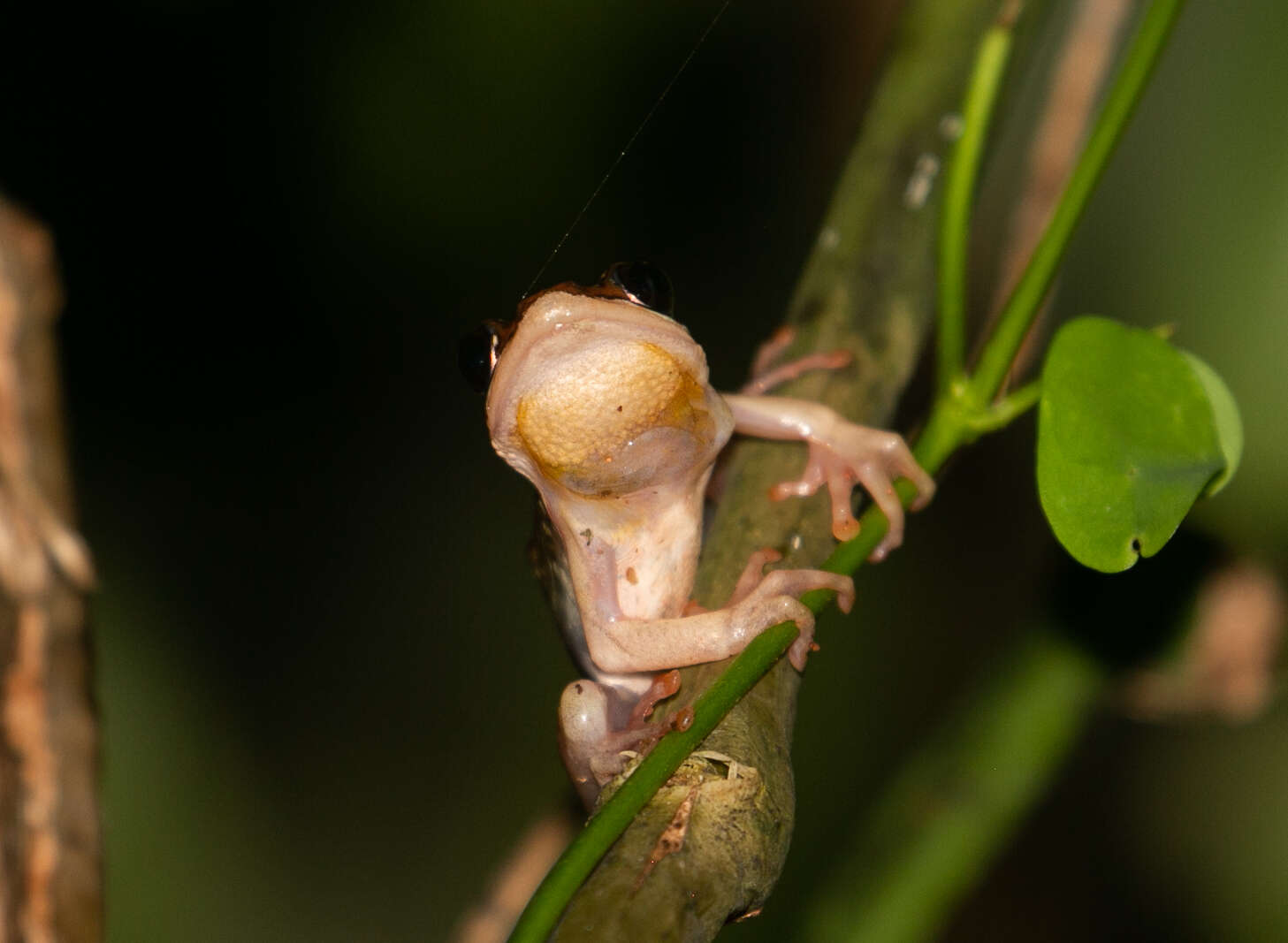 Image of Hyperolius marginatus Peters 1854