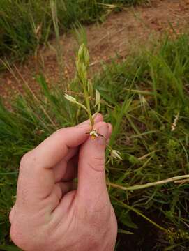 Image de Eulophia hians var. nutans (Sond.) S. Thomas