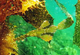 Image of Ghost pipefish