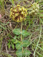 Image of Asclepias macropus (Schltr.) Schltr.