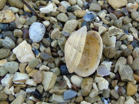 Image of Grooved carpet shell