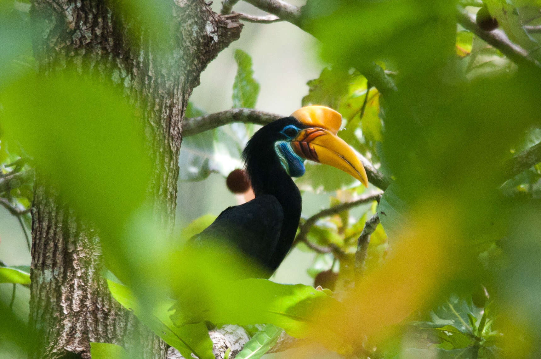 Image of Knobbed Hornbill