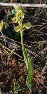 Image of Pterygodium catholicum (L.) Sw.