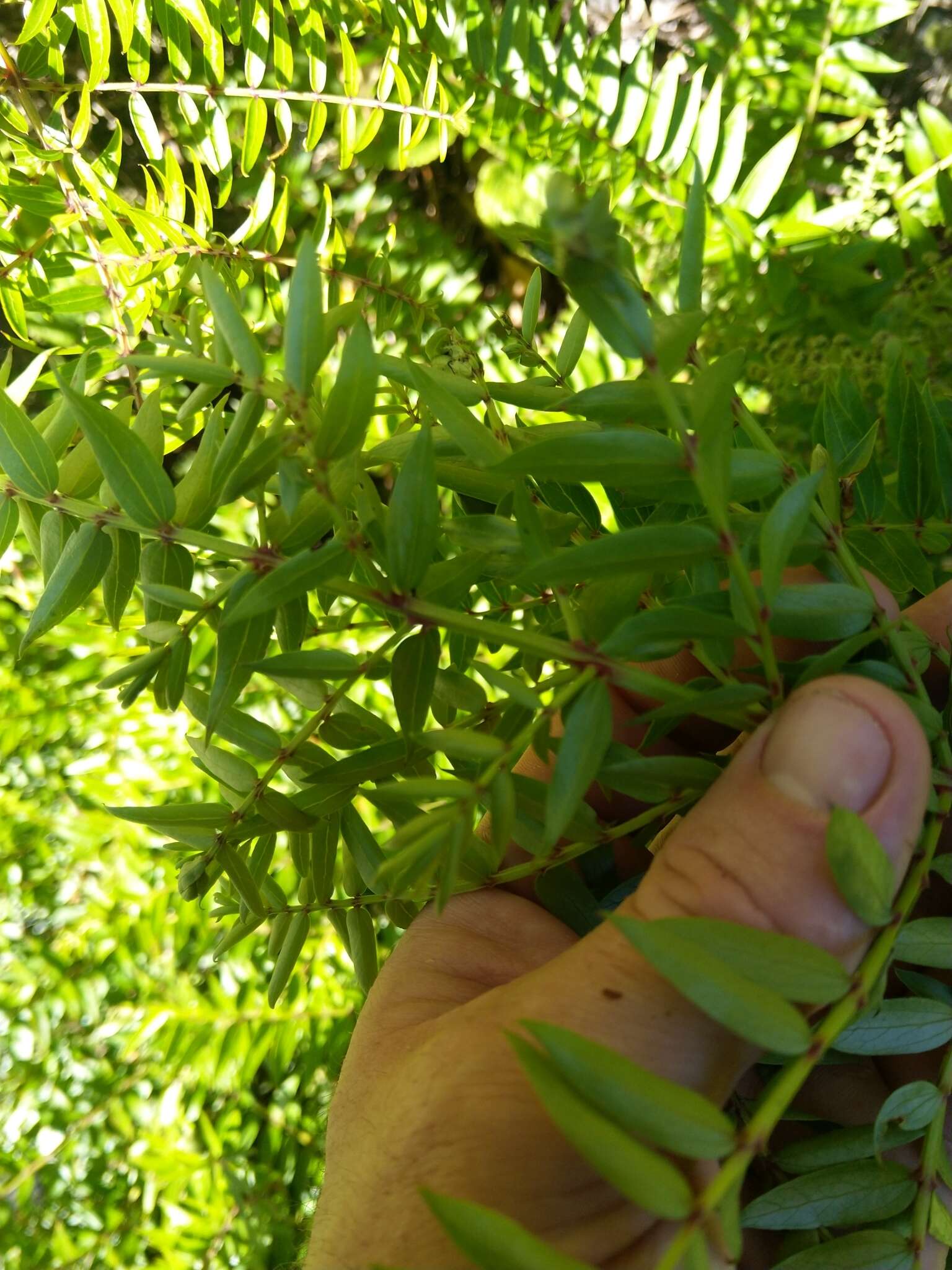 Image of Coriaria pteridoides W. R. B. Oliv.