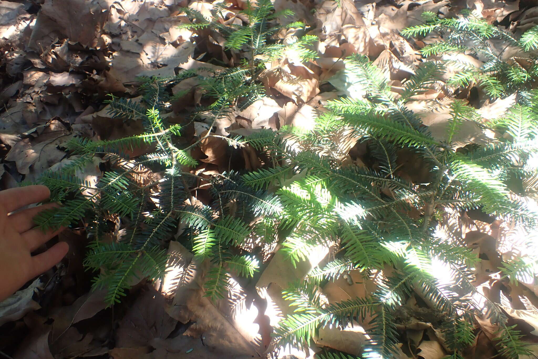 Plancia ëd Abies pinsapo var. marocana (Trab.) Ceballos & Bolaño