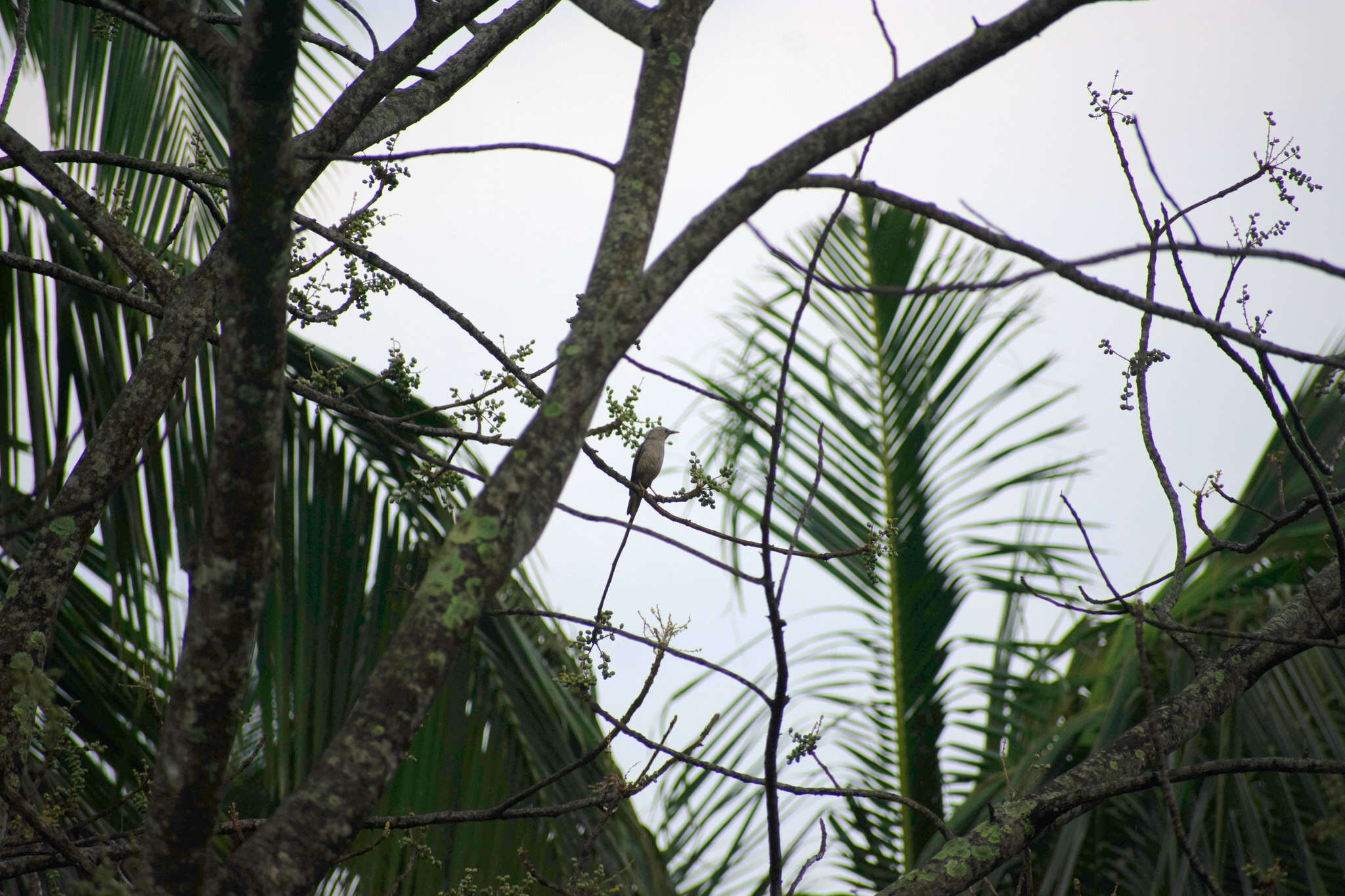 Image of Malabar Starling