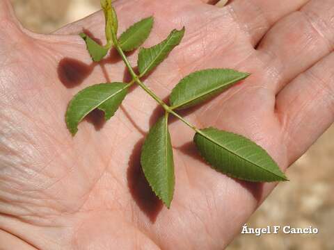 Image of Rosa andegavensis Bast.