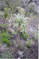 Image of Libanothamnus neriifolius (Bonpl. ex Kunth) Ernst