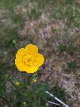 Image of showy buttercup