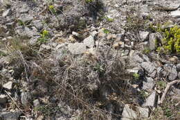 Image de Ptilostemon echinocephalus (Willd.) Greuter