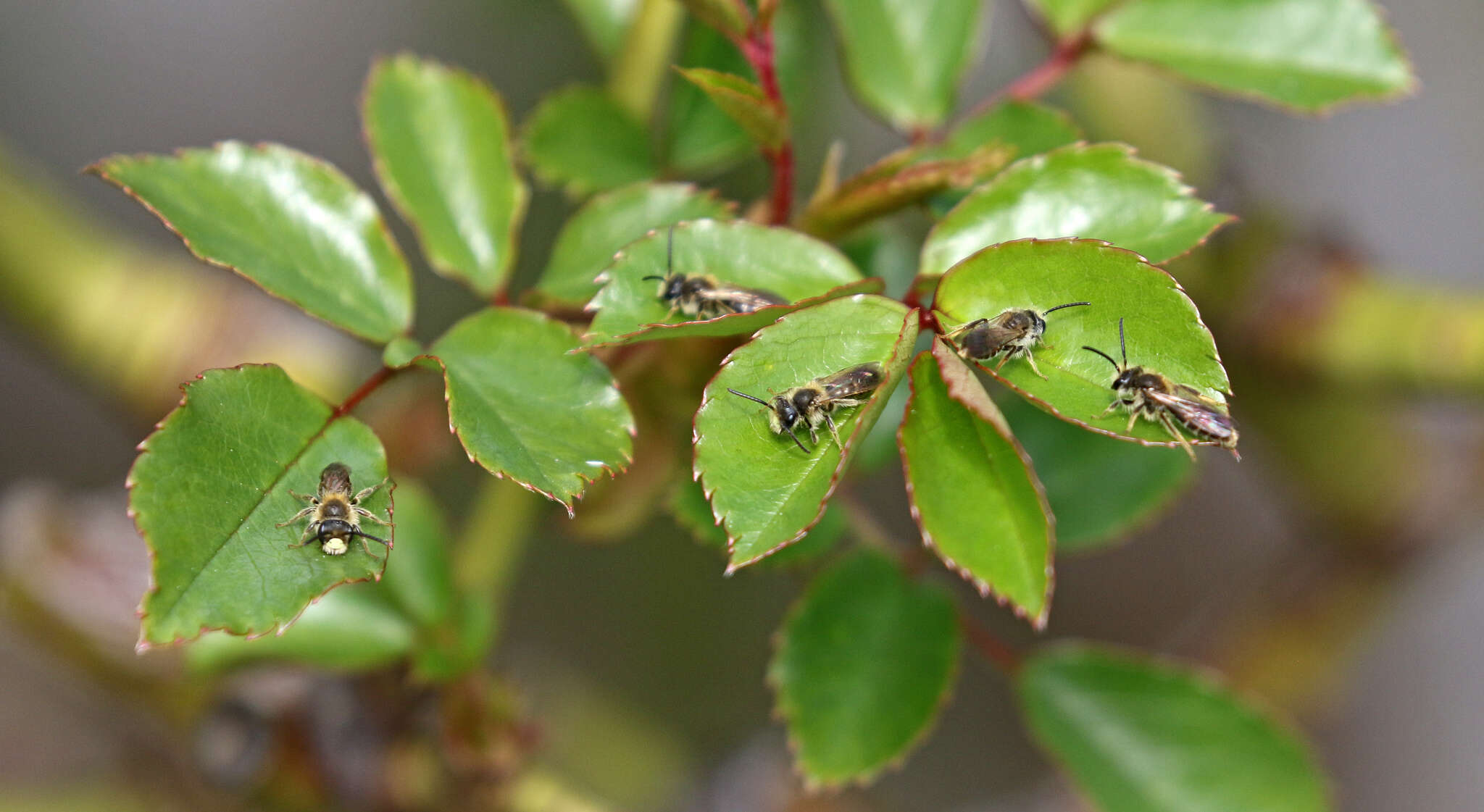 Image of Miserable Andrena