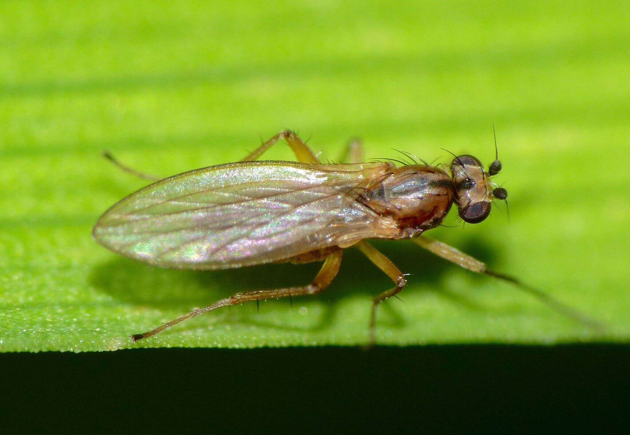 Image of Lonchoptera bifurcata (Fallen 1810)