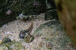 Image of Eastern Jumping Blenny