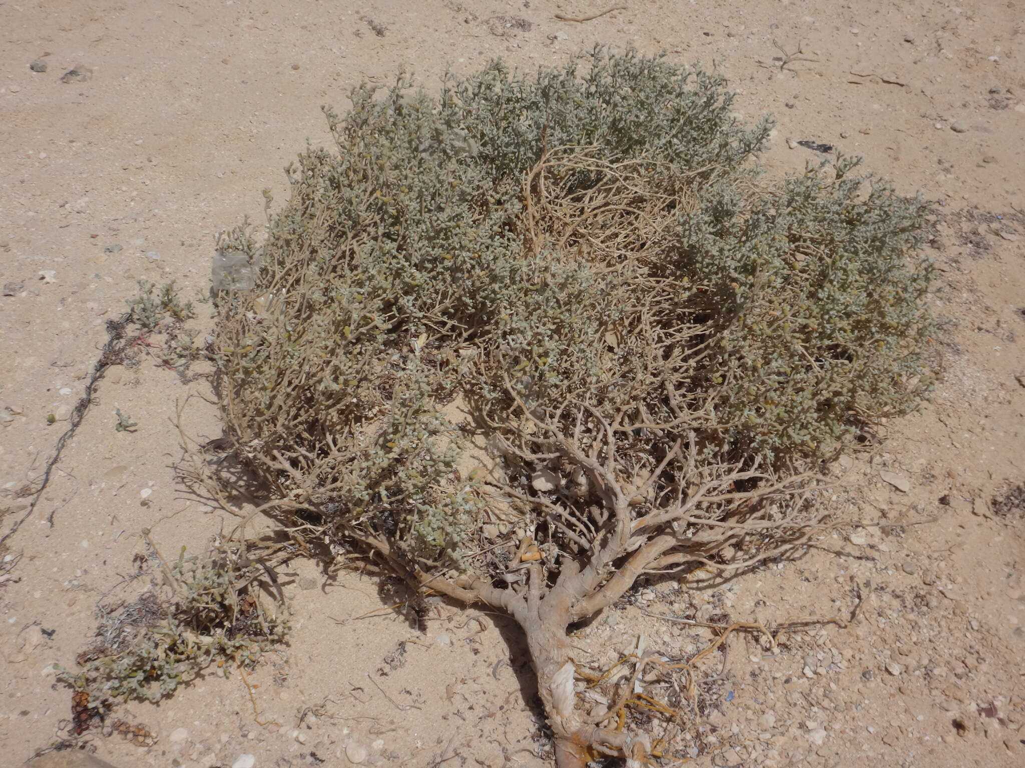 Image of Tetraena alba (L. fil.) Beier & Thulin