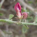 Слика од Indigofera obcordata Eckl. & Zeyh.