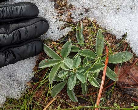 Image of Santa Lucia lupine